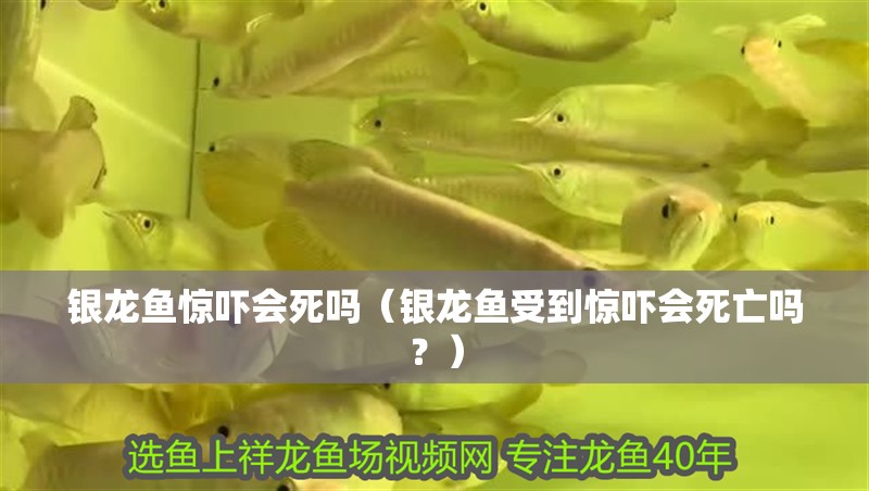 銀龍魚驚嚇會死嗎（銀龍魚受到驚嚇會死亡嗎？）