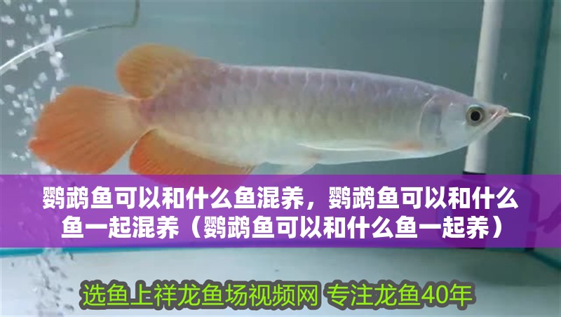 鸚鵡魚可以和什么魚混養，鸚鵡魚可以和什么魚一起混養（鸚鵡魚可以和什么魚一起養）
