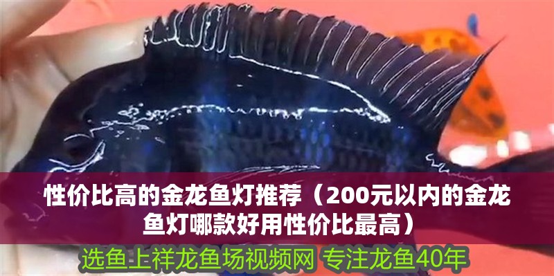 性價比高的金龍魚燈推薦（200元以內的金龍魚燈哪款好用性價比最高）