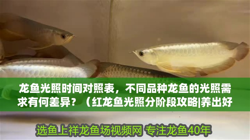 龍魚光照時間對照表，不同品種龍魚的光照需求有何差異？（紅龍魚光照分階段攻略|養出好狀態）