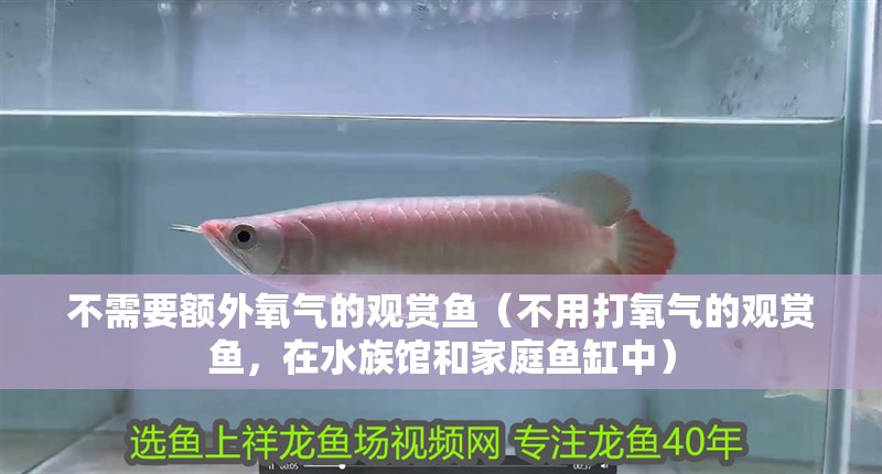 不需要額外氧氣的觀賞魚（不用打氧氣的觀賞魚，在水族館和家庭魚缸中）