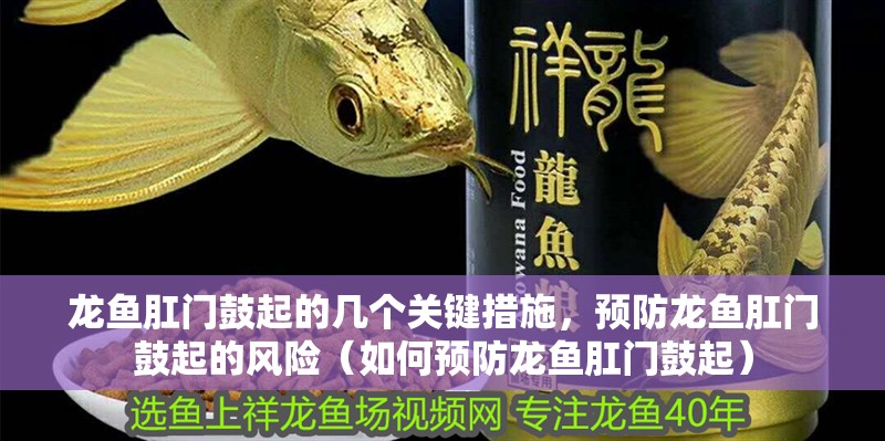 龍魚肛門鼓起的幾個關鍵措施，預防龍魚肛門鼓起的風險（如何預防龍魚肛門鼓起）