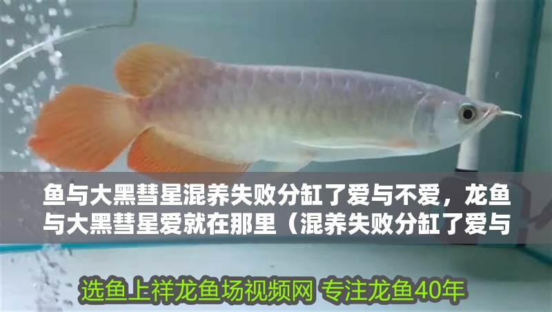 紅龍魚用黃燈烤有用嗎 魚與大黑彗星混養失敗分缸了愛與不愛,龍魚與大黑彗星愛就在那里(混養失敗分缸了愛與不愛) 觀賞魚百科 魚與大黑彗星混養失敗分缸了愛與不愛,龍魚與大黑彗星愛就在那里(混養失敗分缸了愛與不愛) 魚與大黑彗星混養失敗分缸了愛與不愛,龍魚與大黑彗星愛就在那里(混養失敗分缸了愛與不愛) 觀賞魚百科