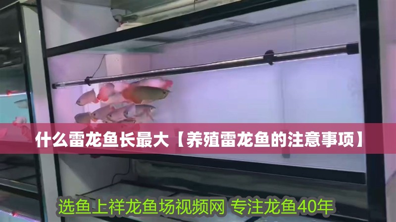 什么雷龍魚長最大【養殖雷龍魚的注意事項】