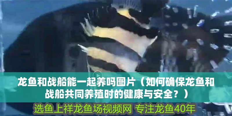 龍魚(yú)和戰(zhàn)船能一起養(yǎng)嗎圖片（如何確保龍魚(yú)和戰(zhàn)船共同養(yǎng)殖時(shí)的健康與安全？）
