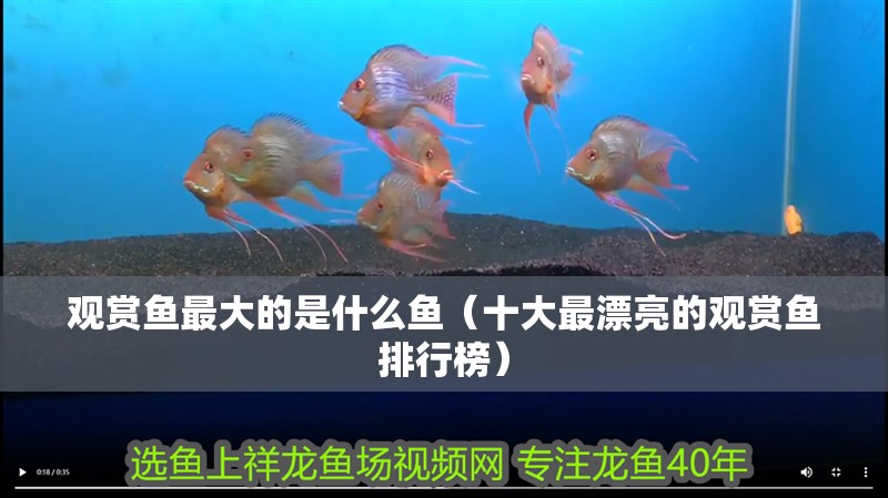 觀賞魚最大的是什么魚（十大最漂亮的觀賞魚排行榜）