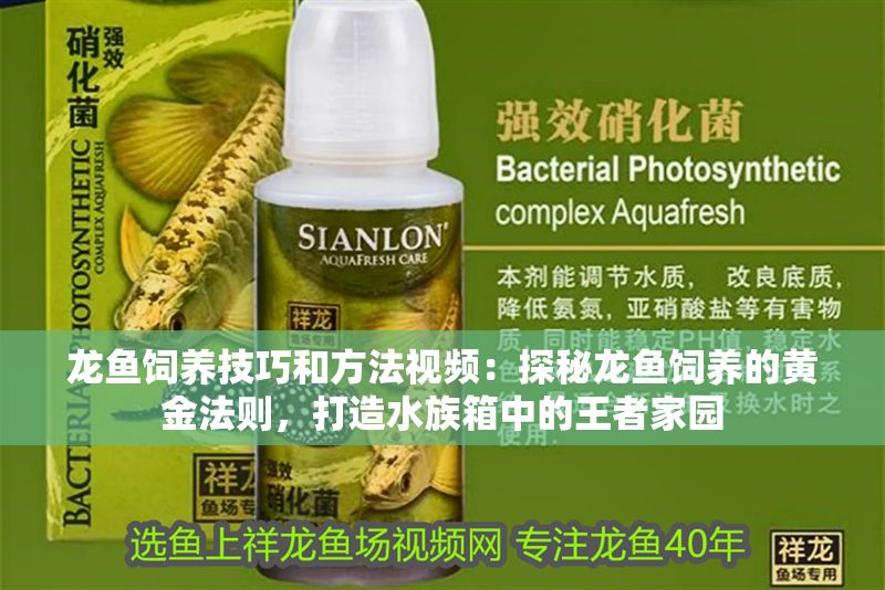 龍魚飼養(yǎng)技巧和方法視頻：探秘龍魚飼養(yǎng)的黃金法則，打造水族箱中的王者家園