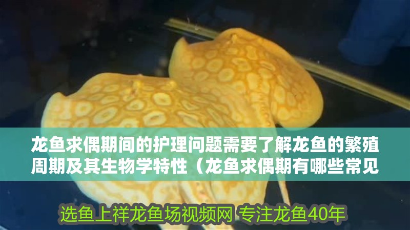 龍魚求偶期間的護理問題需要了解龍魚的繁殖周期及其生物學特性（龍魚求偶期有哪些常見問題,如何判斷龍魚是否成功配對）