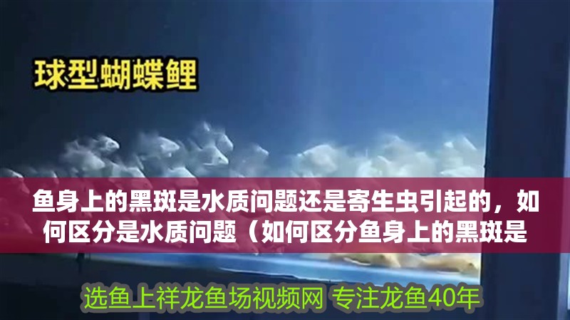 魚身上的黑斑是水質(zhì)問題還是寄生蟲引起的，如何區(qū)分是水質(zhì)問題（如何區(qū)分魚身上的黑斑是水質(zhì)問題還是寄生蟲引起的）