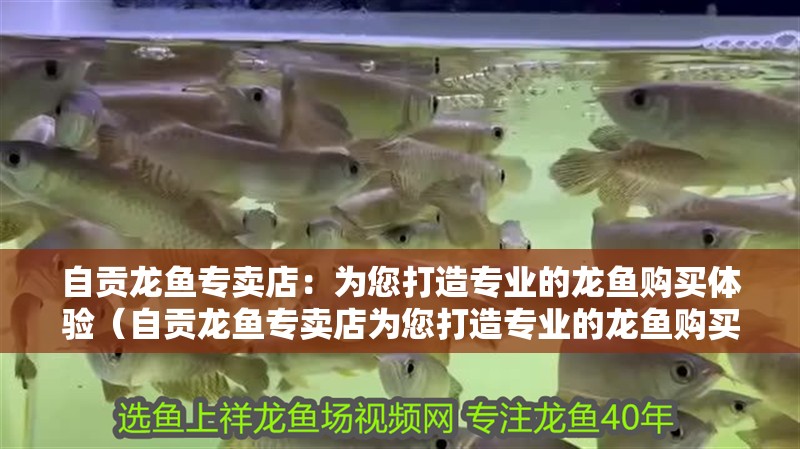 自貢龍魚專賣店：為您打造專業(yè)的龍魚購買體驗(yàn)（自貢龍魚專賣店為您打造專業(yè)的龍魚購買體驗(yàn)）