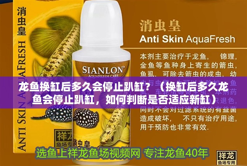 龍魚換缸后多久會停止趴缸？（換缸后多久龍魚會停止趴缸，如何判斷是否適應新缸）