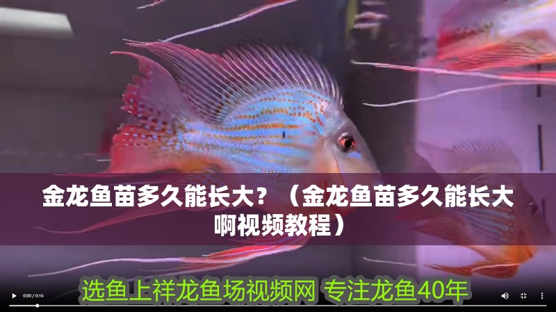 金龍魚苗多久能長大？（金龍魚苗多久能長大啊視頻教程）