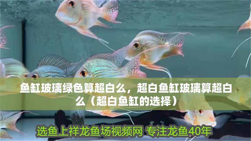 魚缸玻璃綠色算超白么，超白魚缸玻璃算超白么（超白魚缸的選擇）