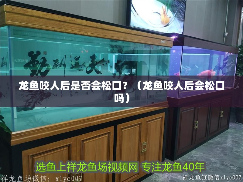 龍魚咬人后是否會松口？（龍魚咬人后會松口嗎）