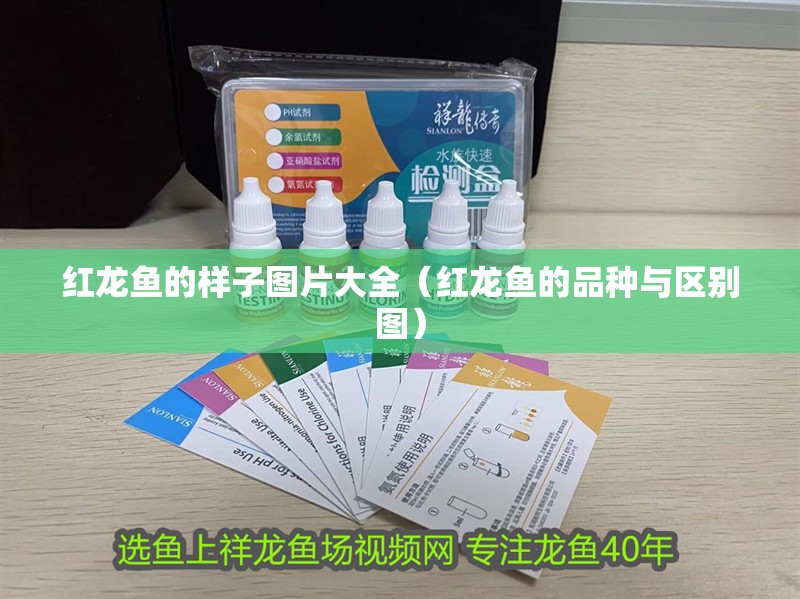 紅龍魚的樣子圖片大全（紅龍魚的品種與區別圖）