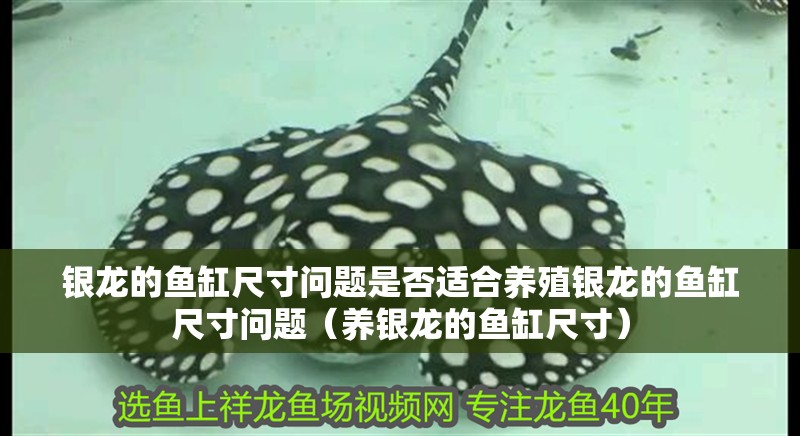銀龍的魚缸尺寸問題是否適合養殖銀龍的魚缸尺寸問題（養銀龍的魚缸尺寸）