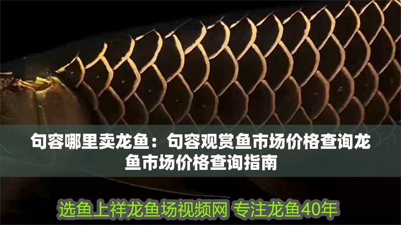 <strong><mark>句容</mark></strong>哪里賣龍魚(yú)：<strong><mark>句容</mark></strong>觀賞魚(yú)市場(chǎng)價(jià)格查詢龍魚(yú)市場(chǎng)價(jià)格查詢指南