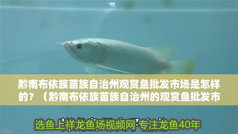黔南布依族苗族自治州觀賞魚批發市場是怎樣的？（黔南布依族苗族自治州的觀賞魚批發市場）