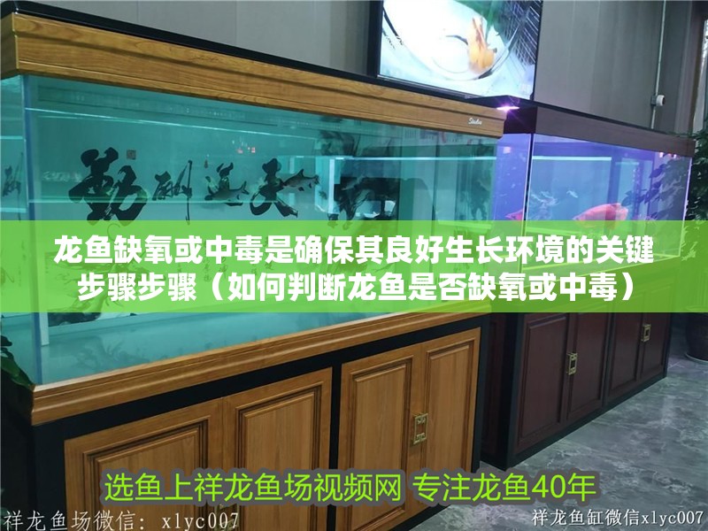 龍魚缺氧或中毒是確保其良好生長環境的關鍵步驟步驟（如何判斷龍魚是否缺氧或中毒）