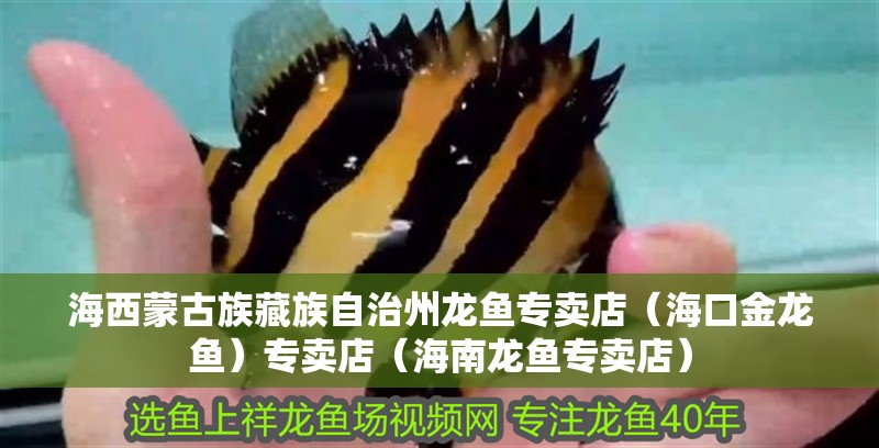 海西蒙古族藏族自治州龍魚專賣店（海口金龍魚）專賣店（海南龍魚專賣店）