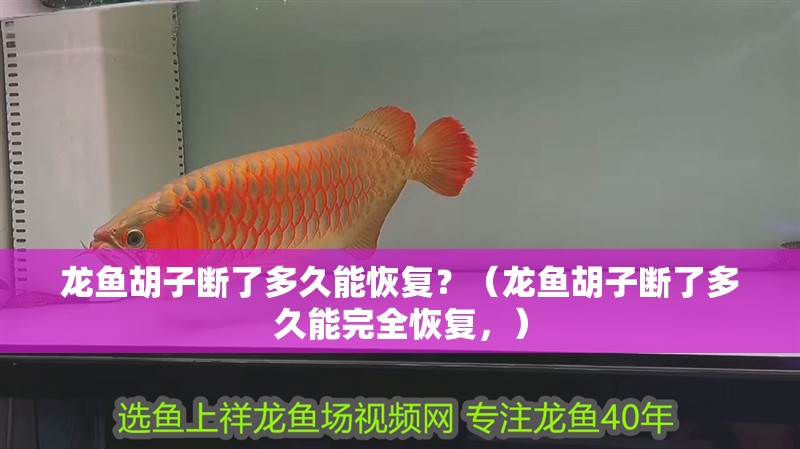 龍魚胡子斷了多久能恢復？（龍魚胡子斷了多久能完全恢復，）