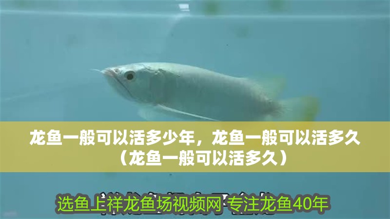 龍魚一般可以活多少年，龍魚一般可以活多久（龍魚一般可以活多久）