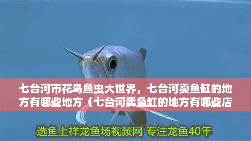 七臺河市花鳥魚蟲大世界，七臺河賣魚缸的地方有哪些地方（七臺河賣魚缸的地方有哪些店家）