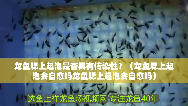 龍魚腮上起泡是否具有傳染性？（龍魚腮上起泡會自愈嗎龍魚腮上起泡會自愈嗎）