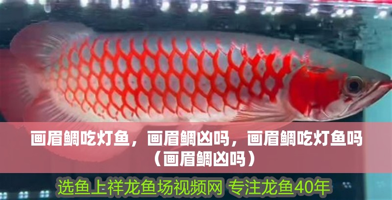 畫眉鯛吃燈魚，畫眉鯛兇嗎，畫眉鯛吃燈魚嗎（畫眉鯛兇嗎）