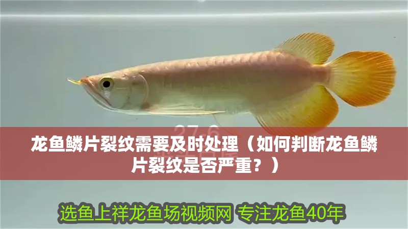 龍魚鱗片裂紋需要及時(shí)處理（如何判斷龍魚鱗片裂紋是否嚴(yán)重？）
