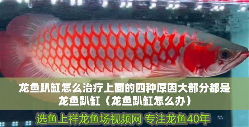 龍魚趴缸怎么治療上面的四種原因大部分都是龍魚趴缸（龍魚趴缸怎么辦）