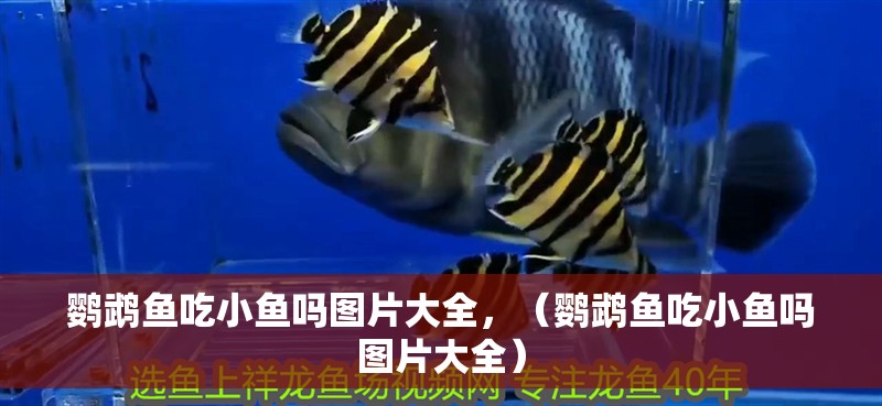 鸚鵡魚吃小魚嗎圖片大全，（鸚鵡魚吃小魚嗎圖片大全）