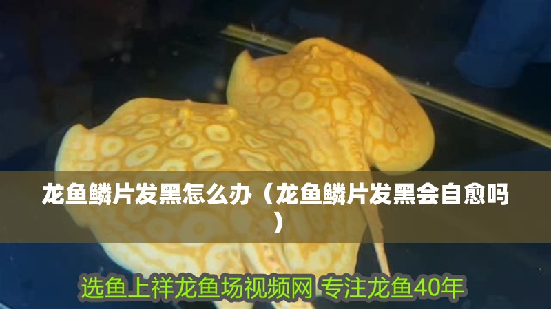 魚(yú)缸用增氧泵價(jià)格是多少:魚(yú)缸增氧機(jī)-xtrac增氧機(jī)-xtrac增氧機(jī) 龍魚(yú)鱗片發(fā)黑怎么辦(龍魚(yú)鱗片發(fā)黑會(huì)自愈嗎) 龍魚(yú)百科 龍魚(yú)鱗片發(fā)黑怎么辦(龍魚(yú)鱗片發(fā)黑會(huì)自愈嗎) 龍魚(yú)鱗片發(fā)黑怎么辦(龍魚(yú)鱗片發(fā)黑會(huì)自愈嗎) 龍魚(yú)百科