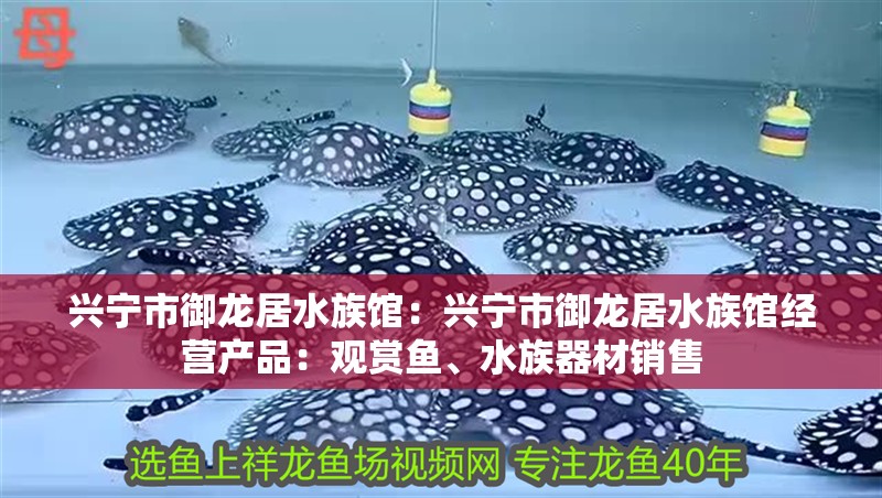 興寧市御龍居水族館：興寧市御龍居水族館經(jīng)營產(chǎn)品：觀賞魚、<strong><mark>水族器材</mark></strong>銷售