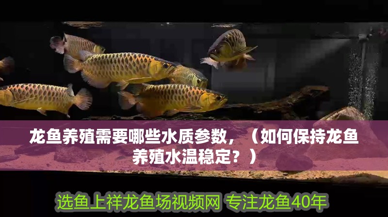 龍魚養殖需要哪些水質參數，（如何保持龍魚養殖水溫穩定？）