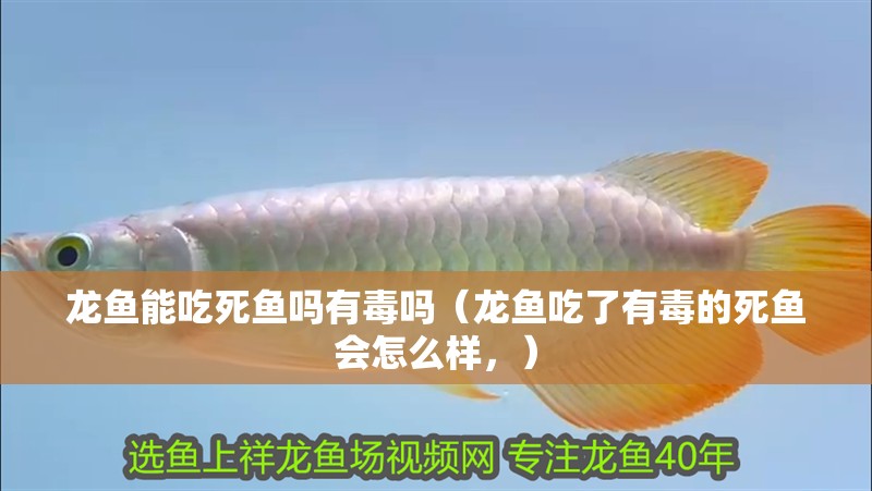 龍魚能吃死魚嗎有毒嗎（龍魚吃了有毒的死魚會(huì)怎么樣，）