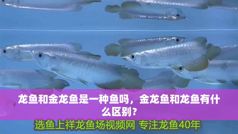 龍魚和金龍魚是一種魚嗎，金龍魚和龍魚有什么區別？