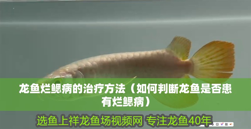 龍魚爛鰓病的治療方法（如何判斷龍魚是否患有爛鰓病）