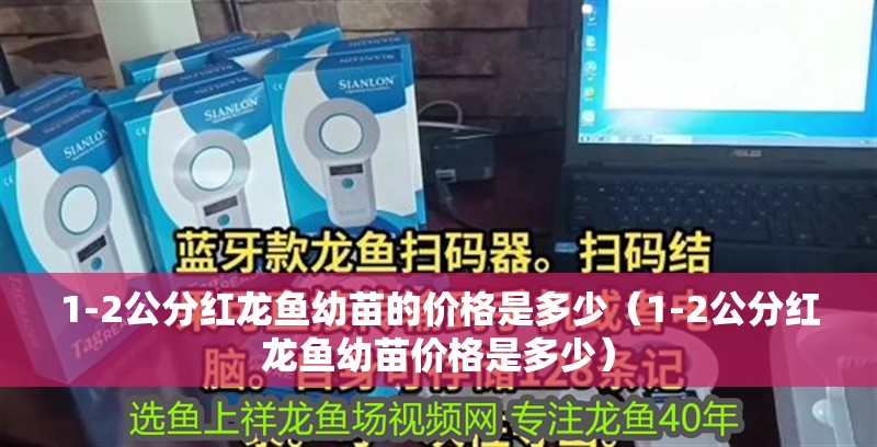 1-2公分紅龍魚幼苗的價格是多少（1-2公分紅龍魚幼苗價格是多少） 1-2公分紅龍魚幼苗的價格是多少（1-2公分紅龍魚幼苗價格是多少） 龍魚百科
