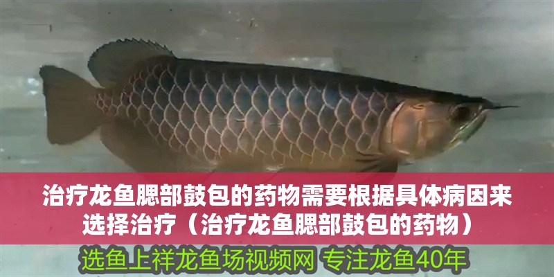治療龍魚腮部鼓包的藥物需要根據(jù)具體病因來選擇治療（治療龍魚腮部鼓包的藥物）