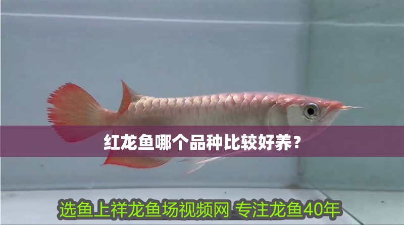 紅龍魚(yú)哪個(gè)品種比較好養(yǎng)？
