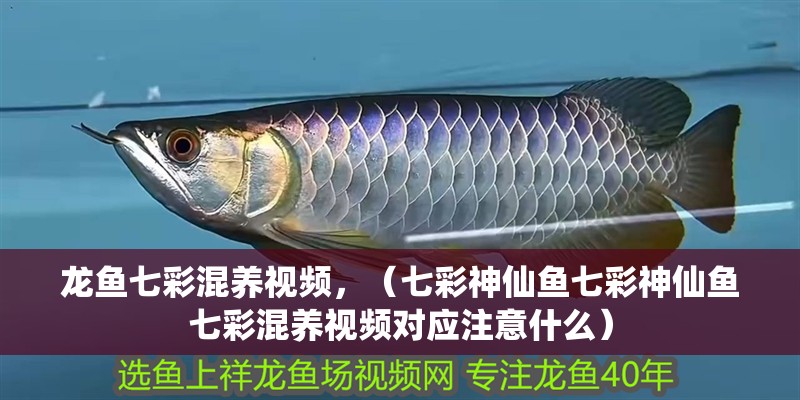 龍魚七彩混養視頻，（七彩神仙魚七彩神仙魚七彩混養視頻對應注意什么）