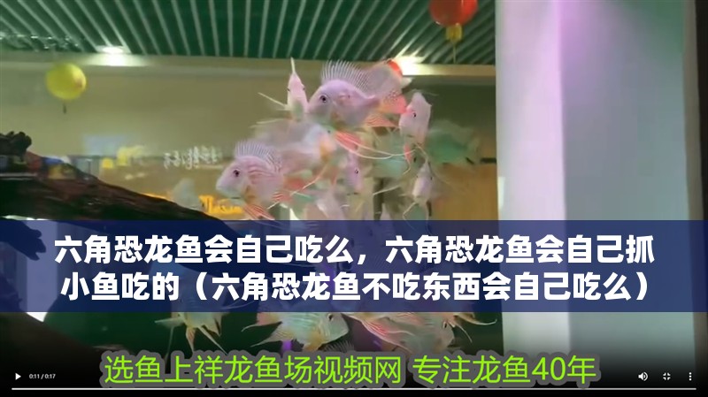 六角恐龍魚(yú)會(huì)自己吃么，六角恐龍魚(yú)會(huì)自己抓小魚(yú)吃的（六角恐龍魚(yú)不吃東西會(huì)自己吃么）