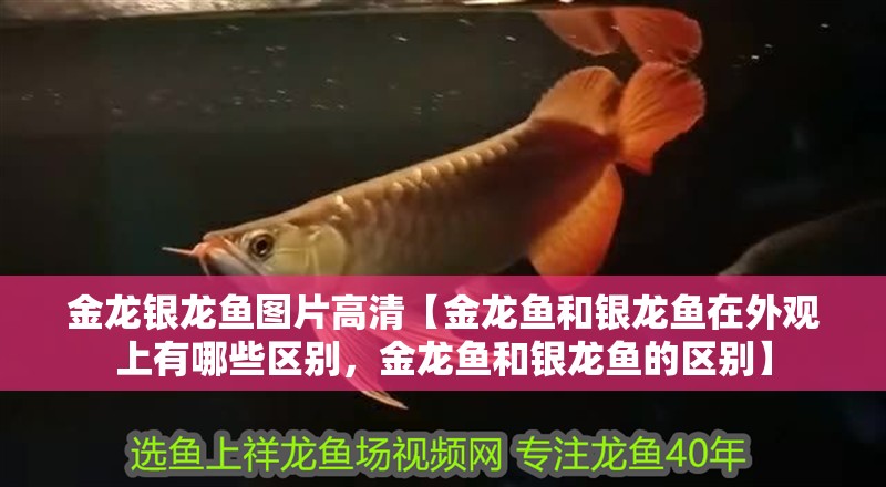 金龍銀龍魚(yú)圖片高清【金龍魚(yú)和銀龍魚(yú)在外觀上有哪些區(qū)別，金龍魚(yú)和銀龍魚(yú)的區(qū)別】