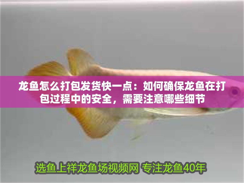 龍魚怎么打包發(fā)貨快一點：如何確保龍魚在打包過程中的安全，需要注意哪些細節(jié)