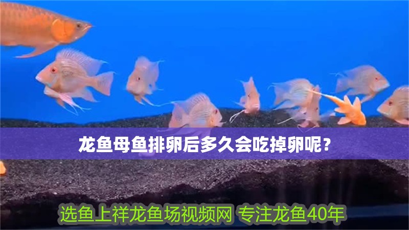 龍魚母魚排卵后多久會吃掉卵呢？