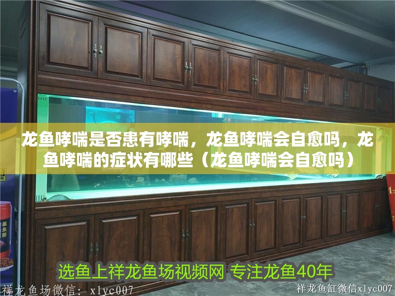 龍魚哮喘是否患有哮喘，龍魚哮喘會自愈嗎，龍魚哮喘的癥狀有哪些（龍魚哮喘會自愈嗎）