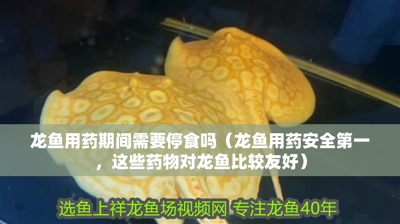 龍魚用藥期間需要停食嗎（龍魚用藥安全第一，這些藥物對龍魚比較<strong><mark>友好</mark></strong>）