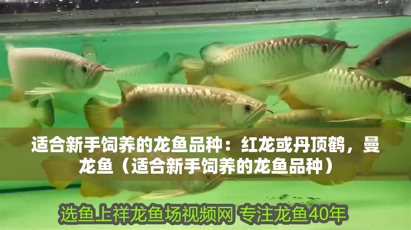 適合新手飼養的龍魚品種：紅龍或丹頂鶴，曼龍魚（適合新手飼養的龍魚品種）