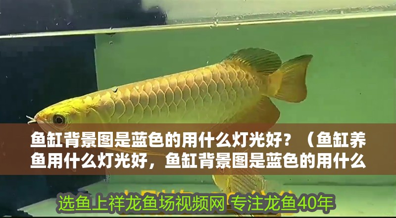 魚缸背景圖是藍(lán)色的用什么燈光好？（魚缸養(yǎng)魚用什么燈光好，魚缸背景圖是藍(lán)色的用什么燈光好）